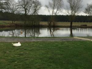 Maisons de vacances La maison des canards : photos des chambres