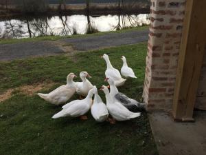 Maisons de vacances La maison des canards : photos des chambres