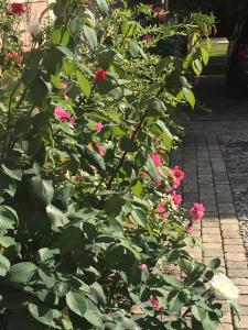Appartements Rose Garden Studio : photos des chambres