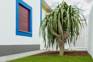 Casa do Pequeno Dragoeiro