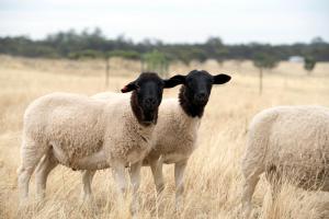 Gilgraves Vineyard Farmstay