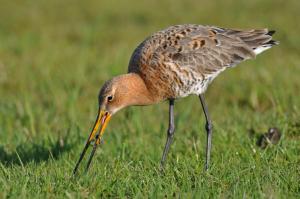 Ferienhaus 2 Köhr-Eickhoff