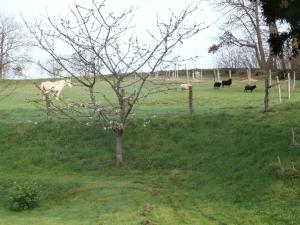 B&B / Chambres d'hotes Gite Bois Gaillard : photos des chambres