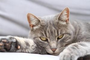 B&B / Chambres d'hotes Une Sieste en Luberon : photos des chambres