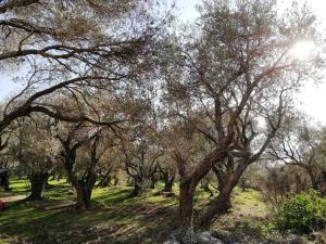 Apartment Olive Montenegro KO Becici