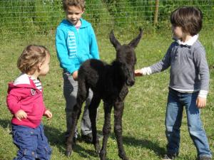 B&B / Chambres d'hotes Les Pieds dans l'Herbe : photos des chambres