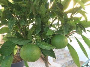 Appartements Villa Colombier : photos des chambres