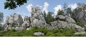 Haus Bergblick Bay. Wald