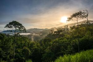 Rest Pause Rainforest Retreat