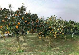 "SA DOMO DE SOS ARANZOS" img45