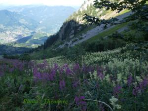 Abeille Saint Michel