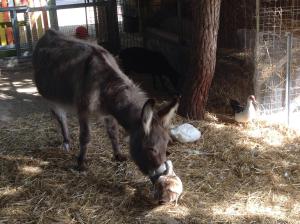 Agriturismo Sa Ruda img26