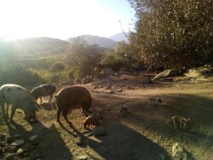 S'Imbragu Farm B&B img97