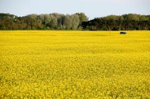 Romea Family Camping