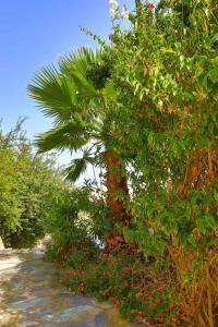 Armonia by Grispos Villas Schoinoussa-Island Greece