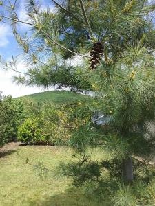 BényeLak - Zöldorom kutya - és bababarát vendégház