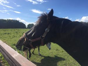 Castlemartyr Holiday Lodges 2 Bed by Trident Holiday Homes