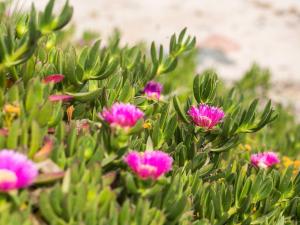 Camping Cala d'Ostia img63