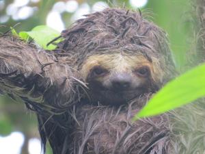 Alta Vista Amazon Lodge