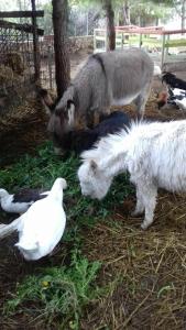 Agriturismo Sa Ruda img27