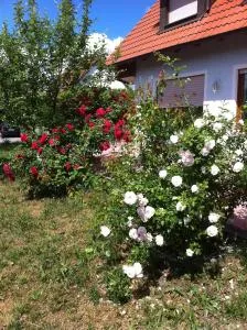 Ferienwohnung Eibenweg - Schönbronn