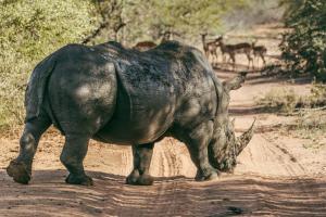 Klaserie Private Nature Reserve Limpopo Kruger National Park, 1380, South Africa.