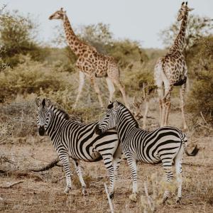 Klaserie Private Nature Reserve Limpopo Kruger National Park, 1380, South Africa.