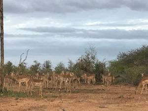 Klaserie Private Nature Reserve Limpopo Kruger National Park, 1380, South Africa.