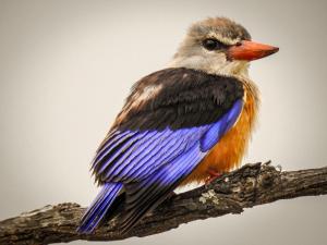 Klaserie Private Nature Reserve Limpopo Kruger National Park, 1380, South Africa.