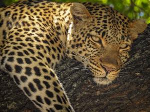 Klaserie Private Nature Reserve Limpopo Kruger National Park, 1380, South Africa.