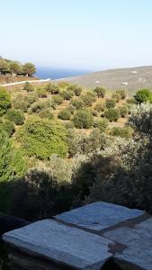 Green Oasis Andros Greece