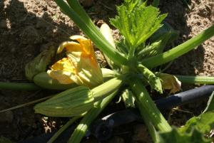 Agriturismo L'Aglientu B&B img85