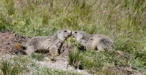 Appartements Appartement Guillestre : photos des chambres