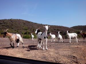 Vacanza in Ogliastra img43