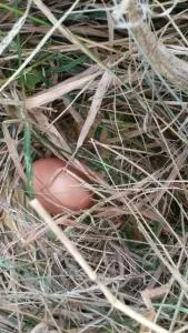 Twins Farm - 卡帕瑞瓦德尔弗留利