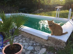 B&B / Chambres d'hotes Mas de la Pauze : photos des chambres