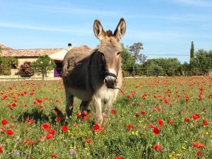 B&B / Chambres d'hotes Ferme Para Lou : photos des chambres