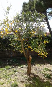 Lemon Garden Corfu Greece