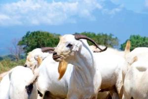 Voyager Ziwani Tented Camp