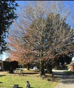 Golden House - Dingley