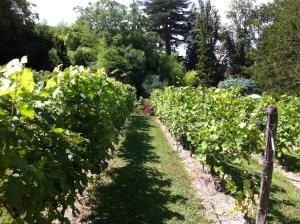 B&B / Chambres d'hotes Chateau de Beaulieu : photos des chambres