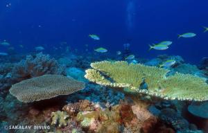 La Case Sakalava ECOLODGE