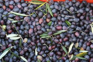 Agriturismo Amicizia