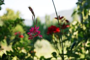 To Spiti - Pelion House Pelion Greece