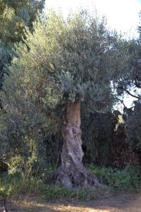 Domus Antiga Appartamenti img81