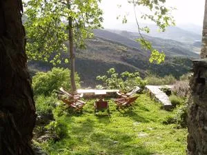 Cicendolle - Vignale