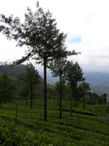 Ella Banana Rest Inn