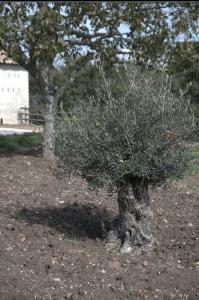 Agriturismo Il Parco