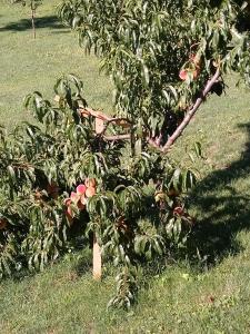 SOSTANJ VELENJE RAVNE SOBE ROOMS Vrtacnik d o o