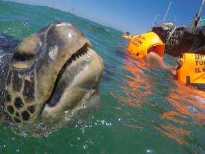 Las Tortuguitas Bungalows